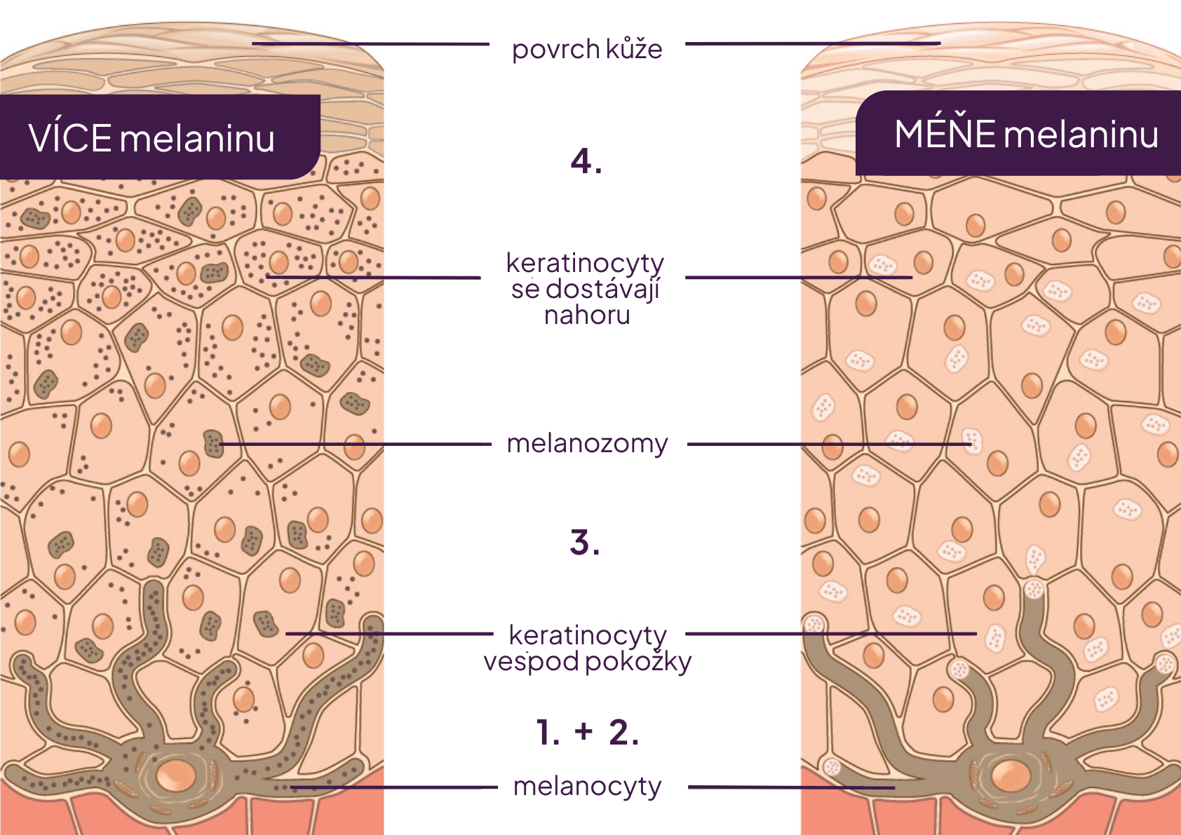 Melanocyt jsou buňky produkující melanin, kožní pigment zodpovědný za pigmentové skvrny - Wikiskripta